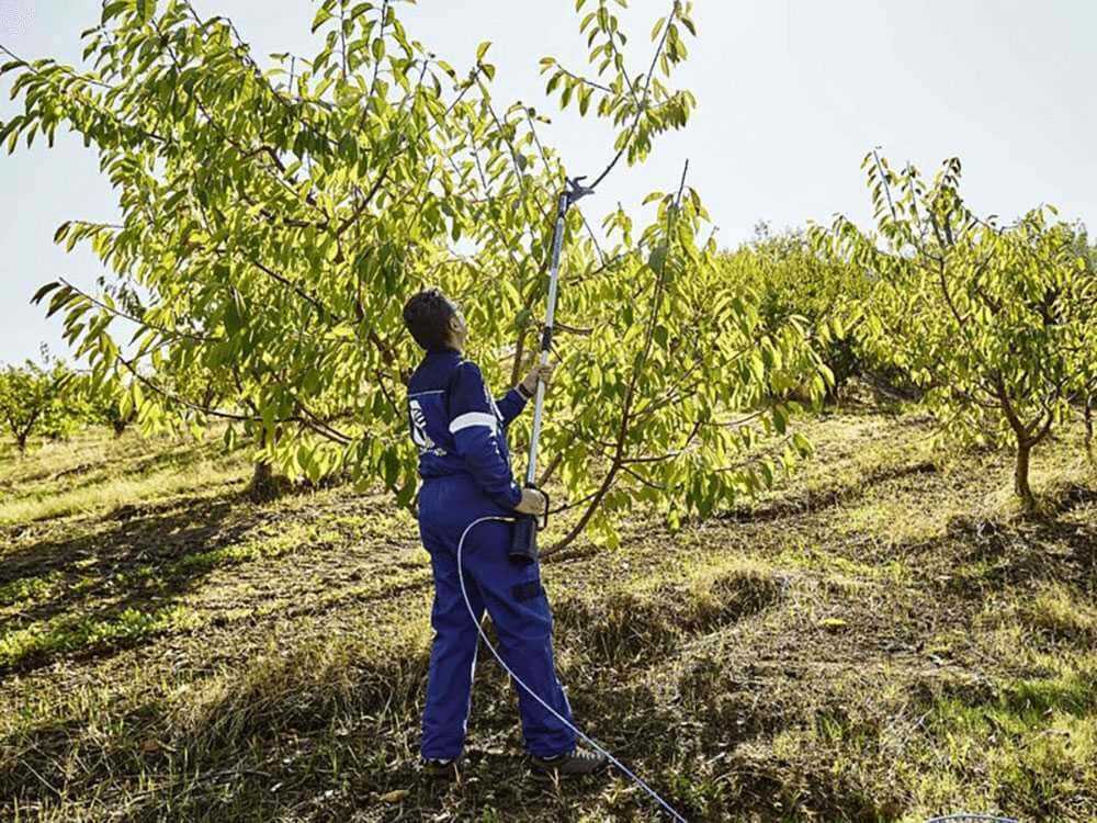 Tijeras de podar neumática con pértiga fija Campagnola STAR 50, pértiga de 2 m